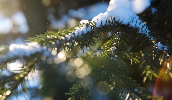 В столице открылось 379 пунктов приема елок