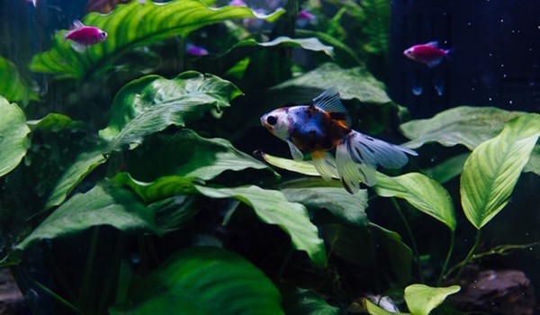 В Ботаническом саду МГУ "Аптекарский огород" пройдут занятия в бесплатной Школе аквариумистики для детей от 10 лет