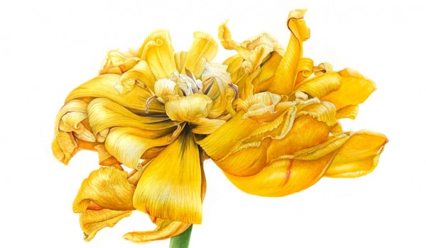 В Ботаническом саду МГУ "Аптекарский огород" открывается выставка "Великолепный тюльпан. Цветы султанских садов"