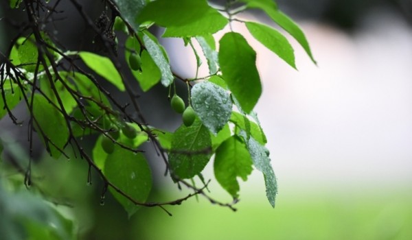 Россияне могут выбрать «Европейское дерево года 2020»