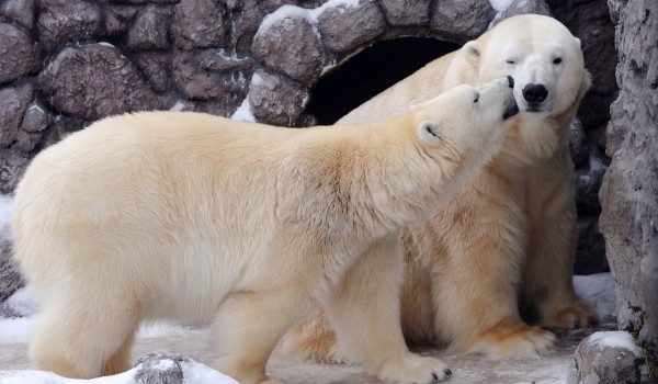 Более 350 человек пришли в белом в Московский зоопарк в Международный день полярного медведя