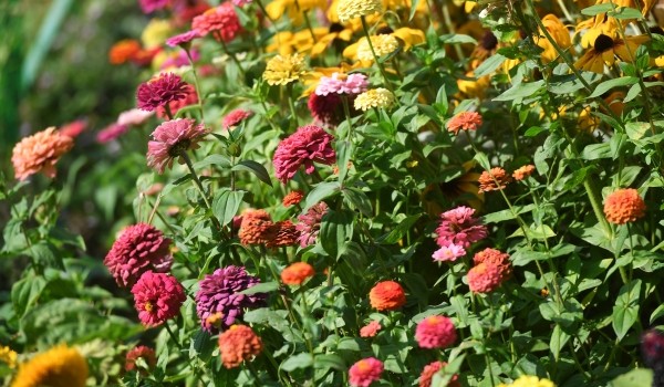 Более 52 млн цветов украсят столицу в этом году