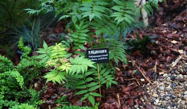 На Большой Грузинской улице высадят более 100 кустарников