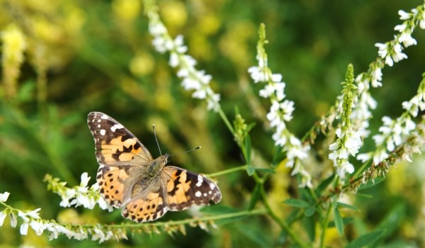 Бабочки проснулись после зимней спячки в столичных лесопарках