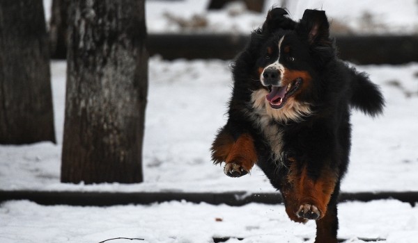 Пожилые москвичи в самоизоляции чаще всего просят волонтеров погулять с собаками