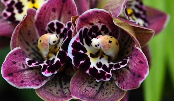 В ботаническом саду МГУ расцвела черная орхидея-паук