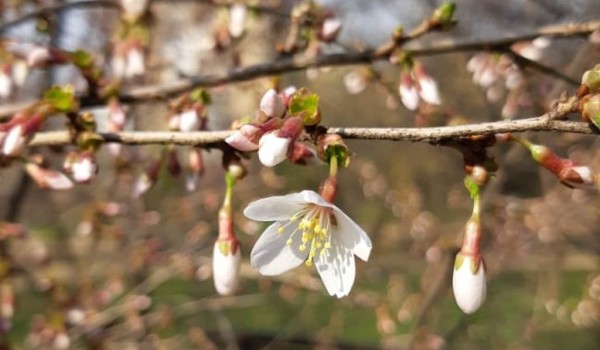 Сакура со склонов горы Фудзияма расцвела в "Аптекарском огороде"