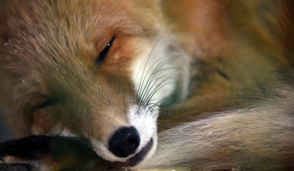 Пойманного на юге столицы лисенка передали в Центр реабилитации животных