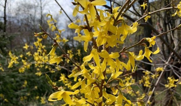 Пасхальный куст расцвел в "Аптекарском огороде"
