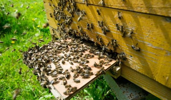 Открыта регистрация в онлайн-школу пчеловодства "Аптекарского огорода"