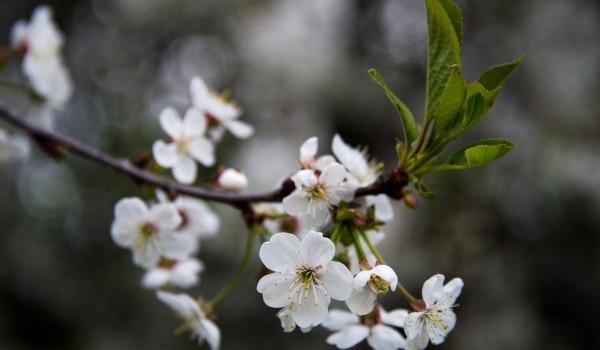 Эколого-просветительские занятия проведут в режиме онлайн