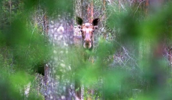 В теплое время года дикие животные не нуждаются в подкормке