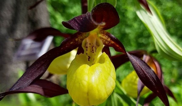 Редкие краснокнижные орхидеи расцвели в Ботаническом саду МГУ "Аптекарский огород"