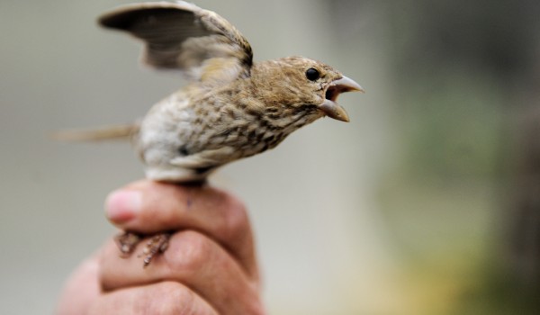 Чечевицы вернулись в Москву после зимовки