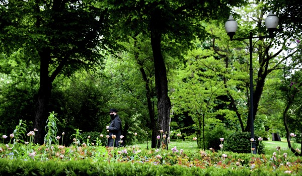 Вторая волна цветения лесных растений началась в парках Москвы