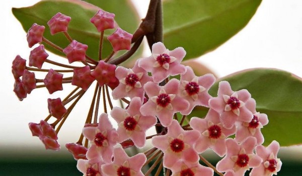 Восковой плющ расцвёл в "Аптекарском огороде"