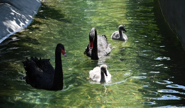 Еще четыре лебедя появились в ландшафтном парке «Митино»