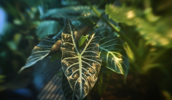 Депутат МГД Игорь Бускин рассказал о новом тренде городского озеленения в столице