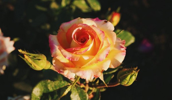 150 сортов роз представят 18 и 19 июля в "Аптекарском огороде"