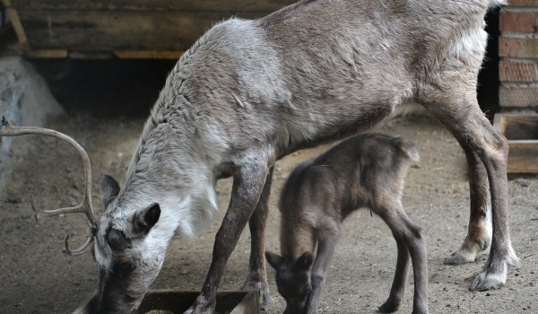 Детеныши северного оленя родились в зооцентре Московского зоопарка под  Волоколамском
