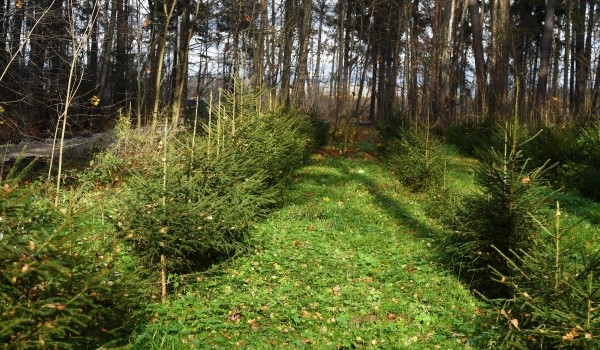 Собянин рассказал о создании новых заповедных территорий Москвы