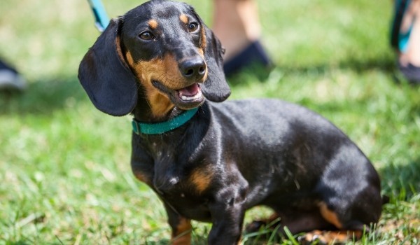 Депутат МГД Александр Козлов: 400 животных из приютов обрели новый дом за счет онлайн-каталогов