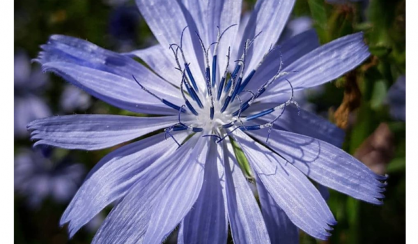 Синий "одуванчик" расцвёл в "Аптекарском огороде"