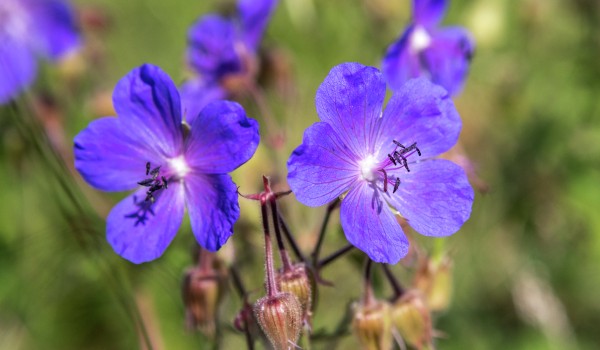 В «Аптекраском огороде» расцвел лен