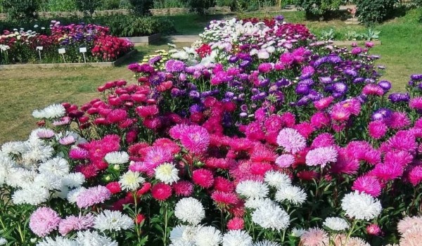Ценная коллекция астр расцвела в «Аптекарском огороде»