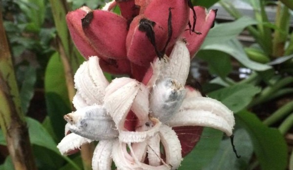 Розовые бананы созрели в тропиках "Аптекарского огорода"