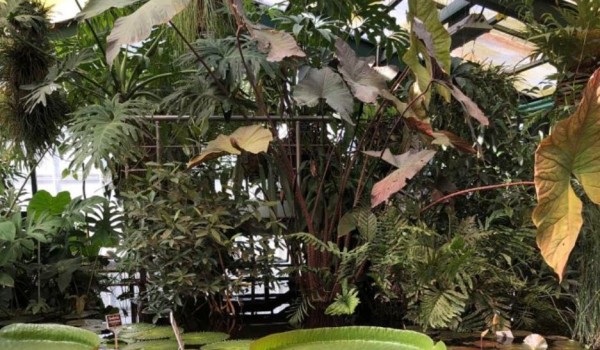 Тропический горный туманный лес подарят 8 сентября "Аптекарскому огороду"