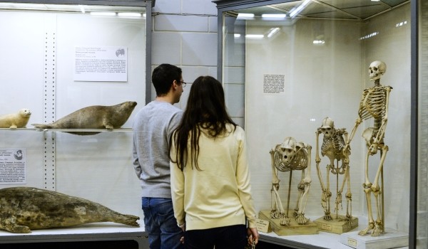 Зоологический музей МГУ возобновит работу с 10 сентября