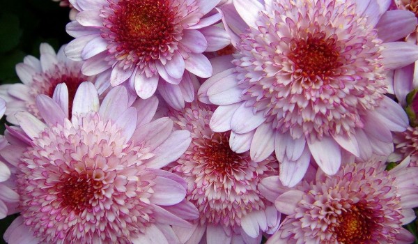 Осенний фестиваль цветов откроется 12 сентября в "Аптекарском огороде"