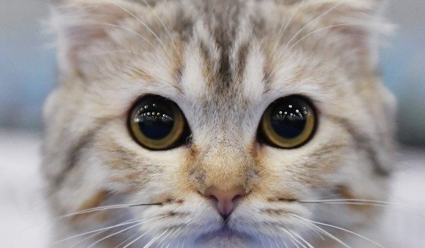 Столичные ветеринары назвали породы кошек и собак наиболее склонных к диабету
