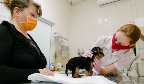 Более 25 тыс. домашних животных вакцинировали от бешенства в Москве во временных прививочных пунктах