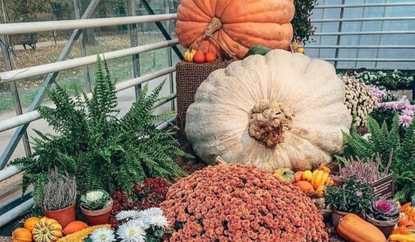 Самые большие тыквы весом 400 кг вскроют 1 и 15 ноября в "Аптекарском огороде"