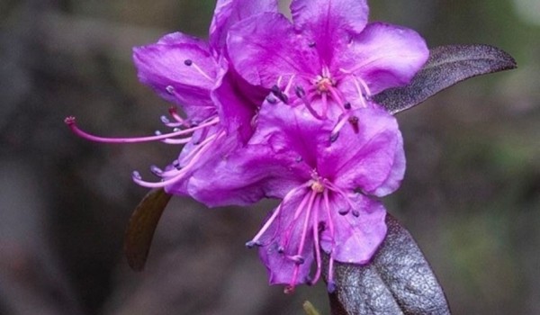 Топинамбур и рододендрон расцвели в "Аптекарском огороде" из-за аномального тепла