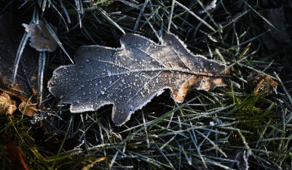 Прошедшая ночь в столице стала самой холодной с начала осени