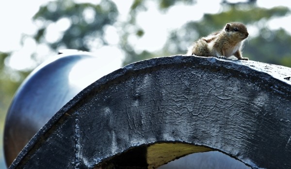 В зимнюю спячку впали бурундуки в Московском зоопарке