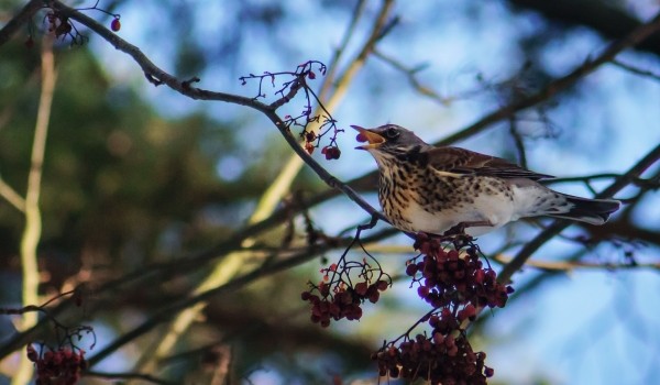 Более 40 видов краснокнижных птиц встречается на природных территориях Москвы