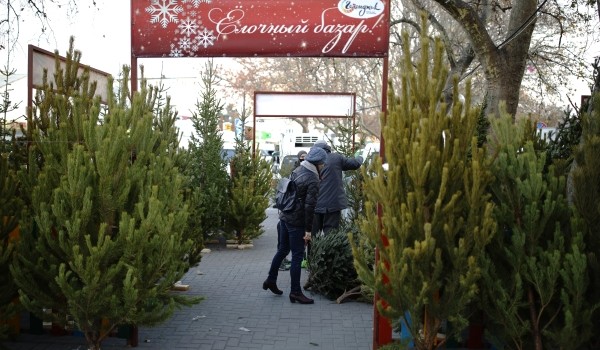 Более 200 елочных базаров открылись в Москве