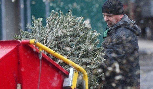 В 2021 году в Москве откроют более 500 пунктов приема новогодних деревьев для акции «Елочный круговорот»