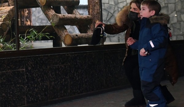 Белогрудые ежи в Московском зоопарке погрузились в зимнюю спячку