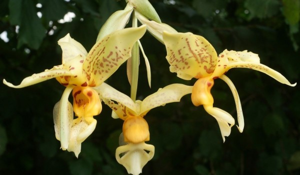 Орхидея-бык расцвела в "Аптекарском огороде"