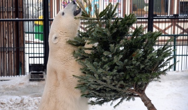Московский зоопарк будет работать 31 декабря до 15:00