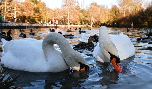 В столице проведут зимний учет водоплавающих птиц