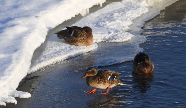 В столице остались зимовать более 8 тыс. водоплавающих птиц