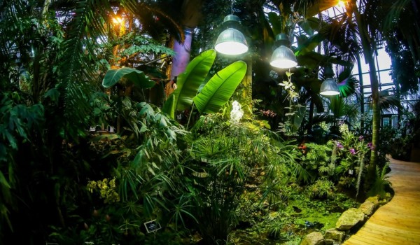 В «Аптекарском огороде» представлено свыше 1000 самых разнообразных тропических орхидей