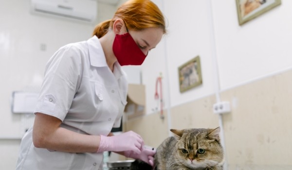 Акция по вакцинации домашних животных по сниженной цене пройдет в ветклиниках Москвы 1 февраля - 31 марта