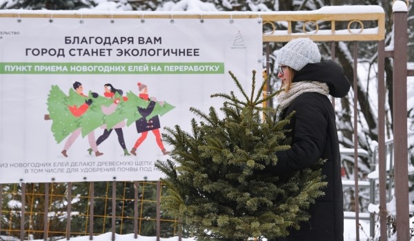 Около 25 тыс. новогодних елей сдали москвичи на утилизацию в рамках акции «Елочный круговорот»